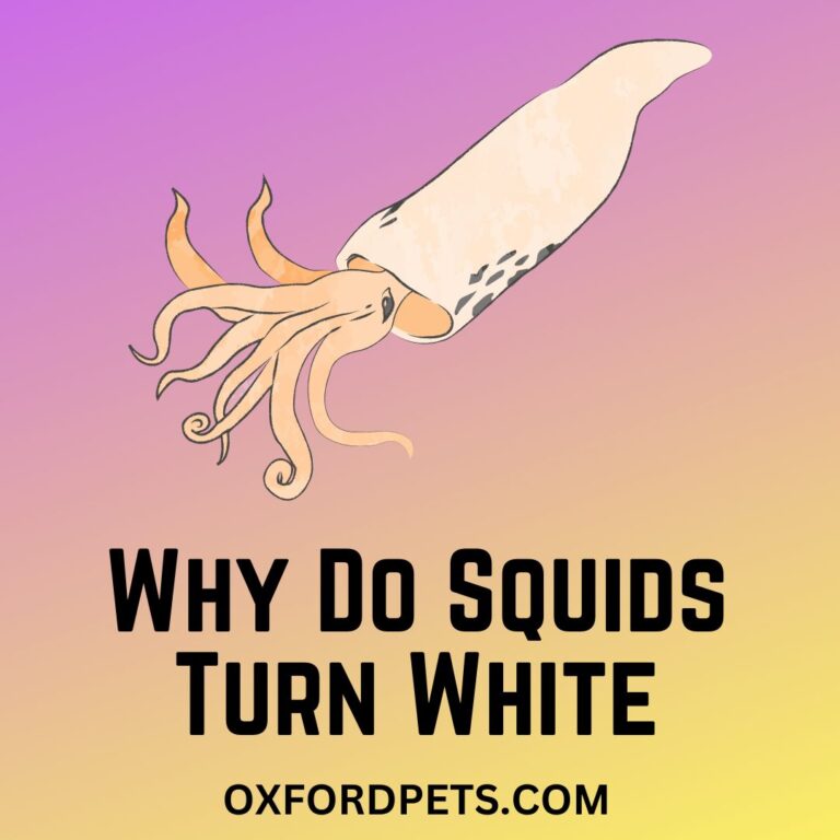Why Do Squids Turn White When Hit or Killed? [Logical Reasons] Oxford