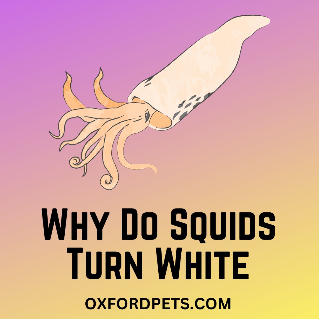 why-do-squids-turn-white-when-hit-or-killed-logical-reasons-oxford