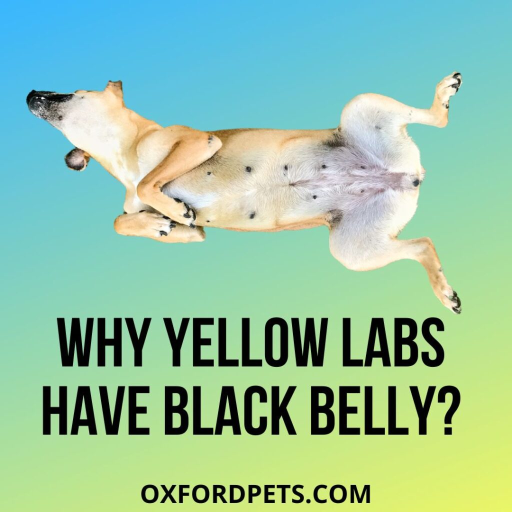 Why Does My Yellow Lab Have A Black Belly