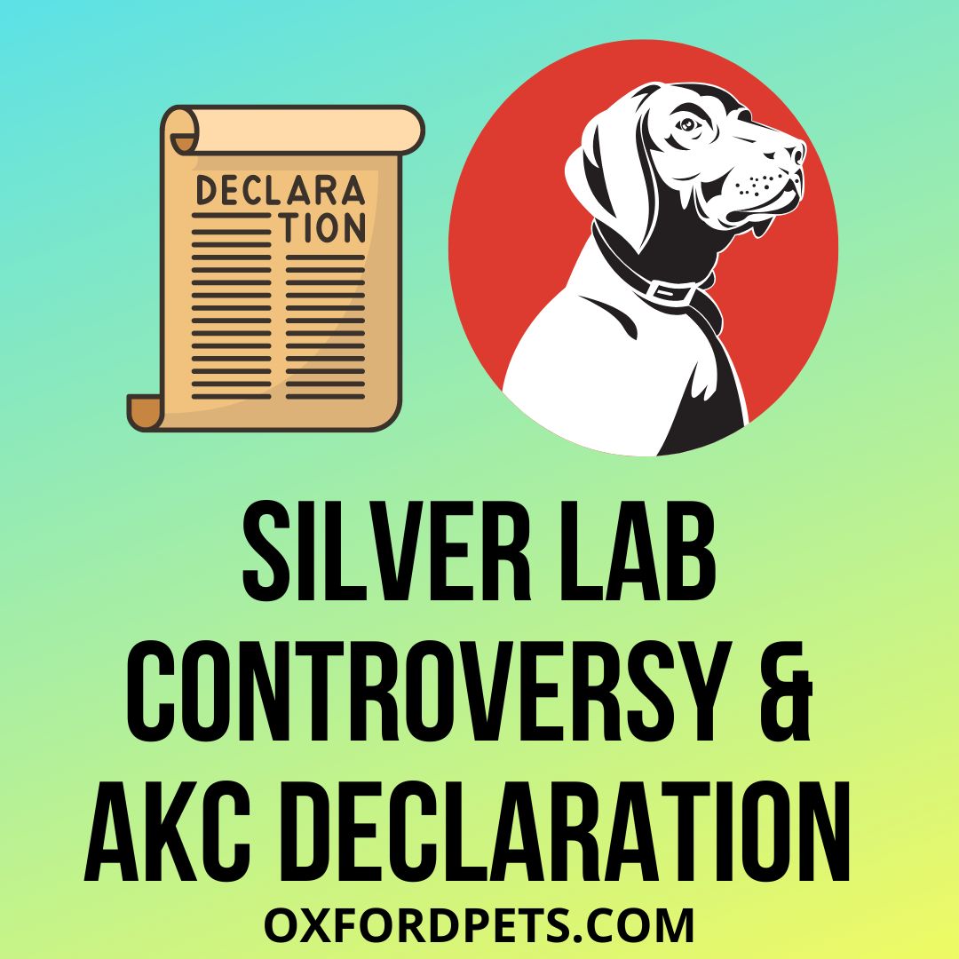Silver Lab Controversy And AKC Declaration 101 Guide Oxford Pets
