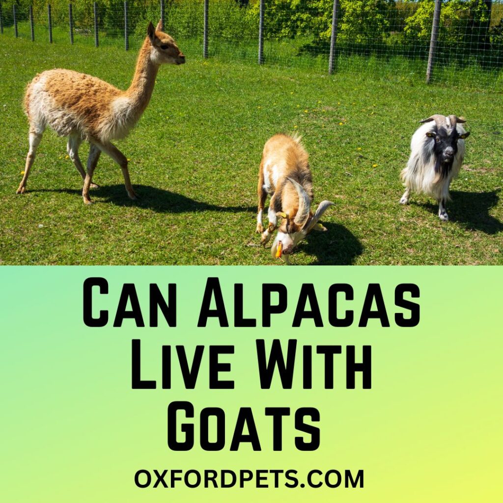 Can Alpacas Live With Goats In Harmony