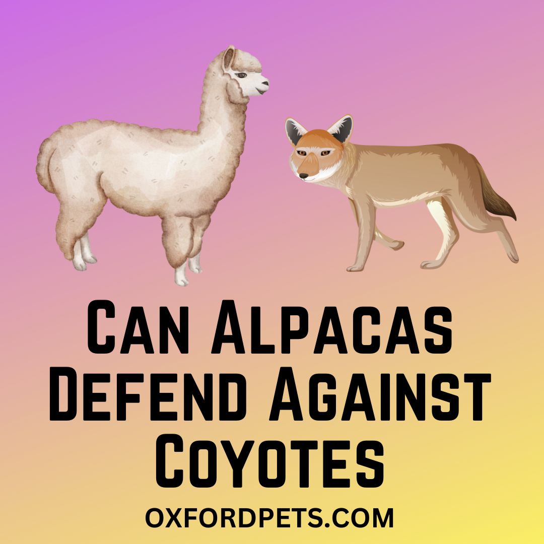 Can Alpacas Protect Against Coyotes