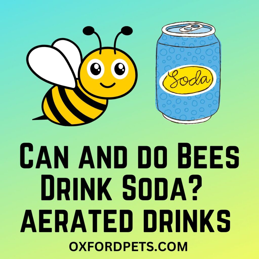 Can Bees Drink Soda