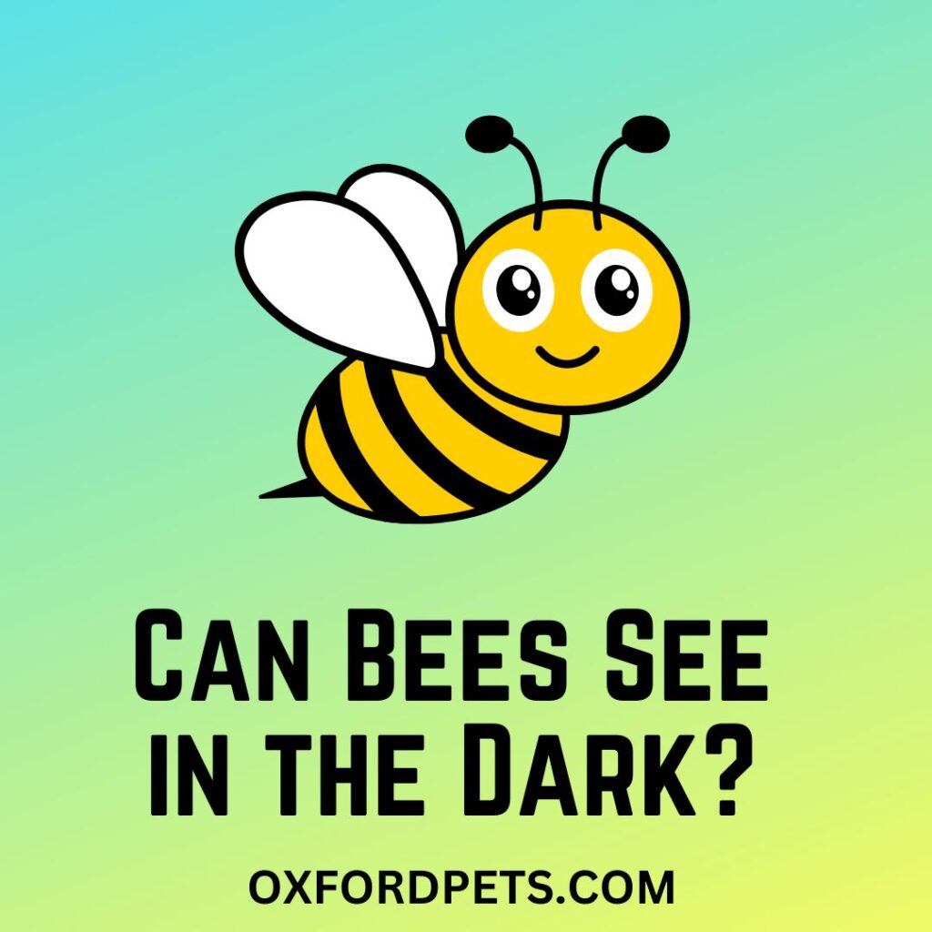 Can Bees See in the Dark (Valid Answer)