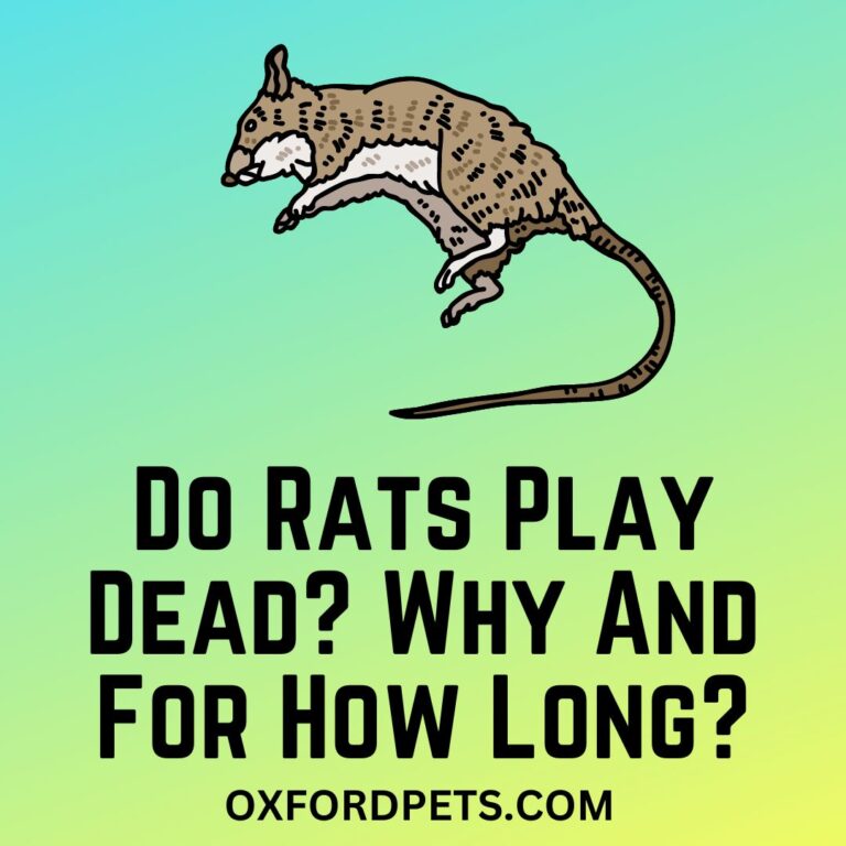 Do Rats Play Dead? If Yes, Then Why And For How Long? Oxford Pets