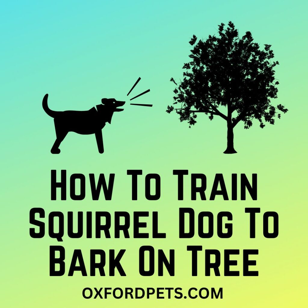 How To Train Squirrel Dog To Bark On Tree? [6 Easy Ways]