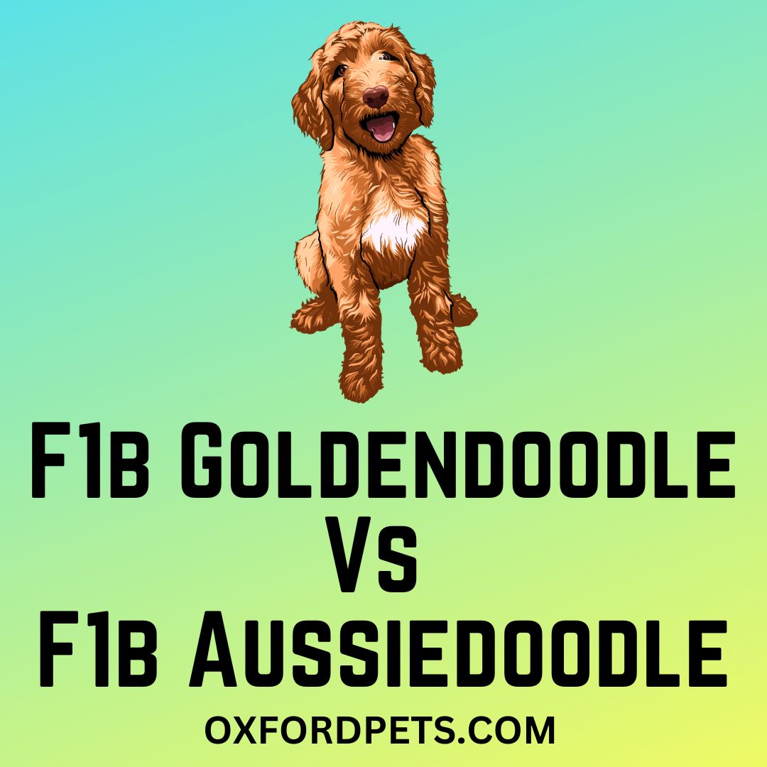 F1b Goldendoodle Vs F1b Aussiedoodle