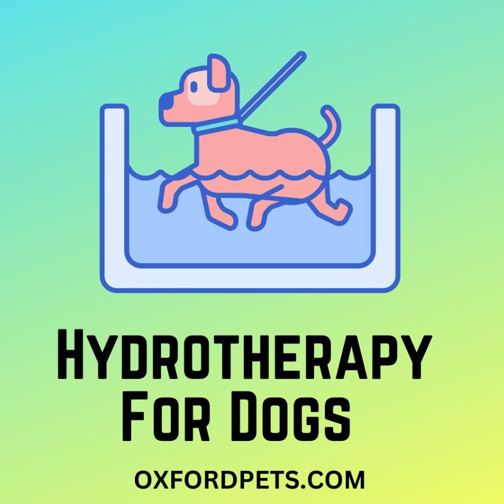 Hydrotherapy For Dogs [Facts, Benefits and More]
