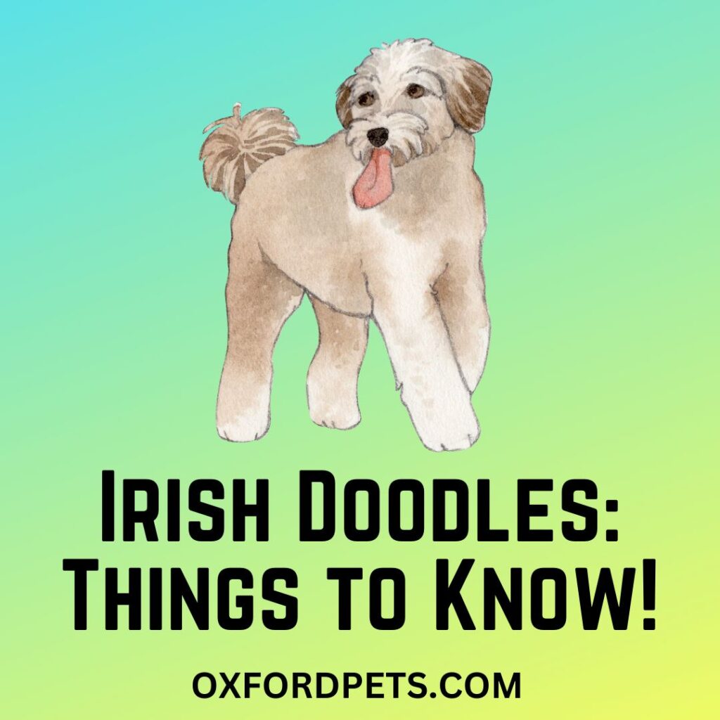 Irish Doodles Things You Didn't Know!