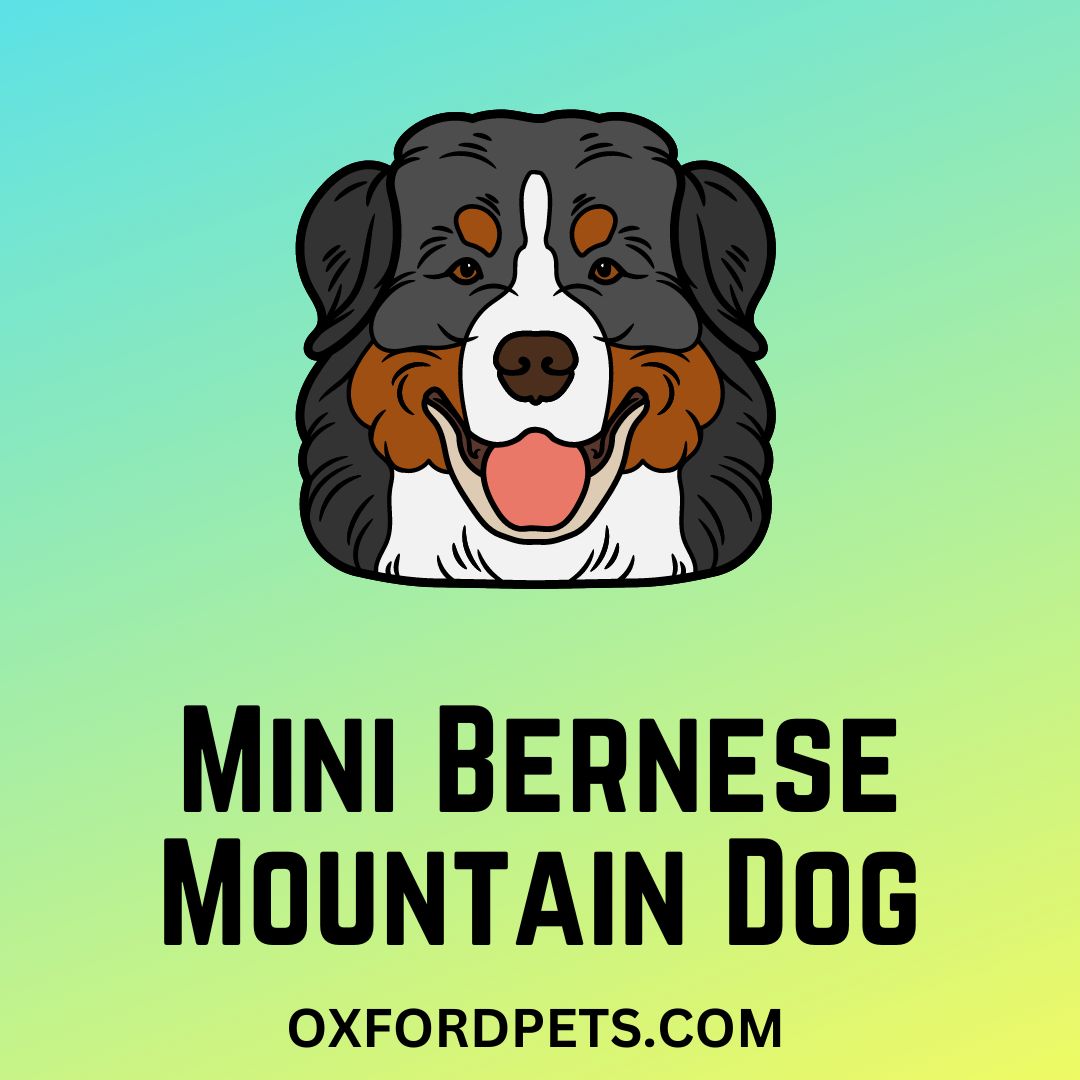 Mini Bernese Mountain Dog