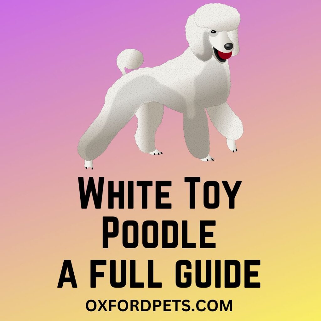 White Toy Poodle