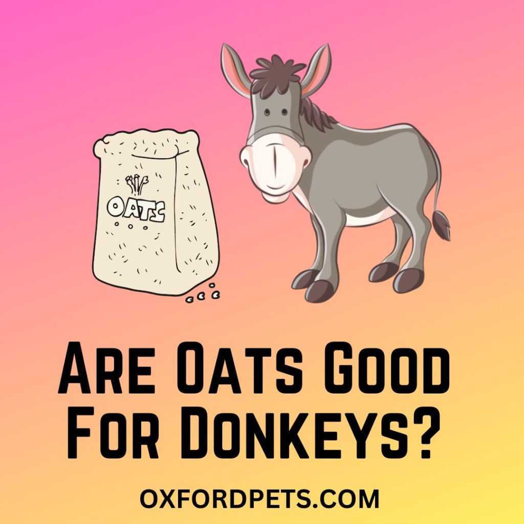 Are Oats Good For Donkeys