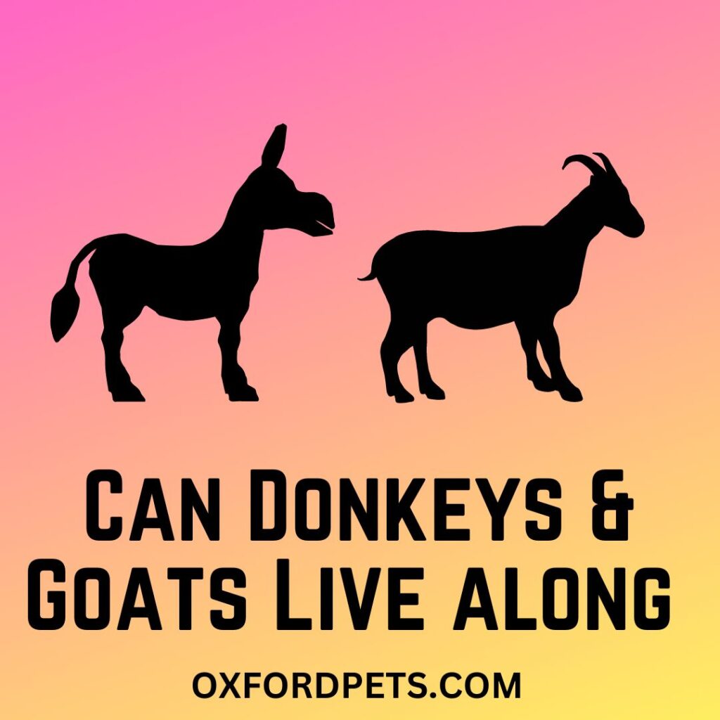 Can Donkeys And Goats Live Together