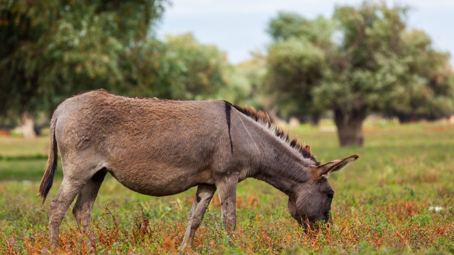 Can Donkeys Eat Alfalfa? (Facts and FAQ) Oxford Pets