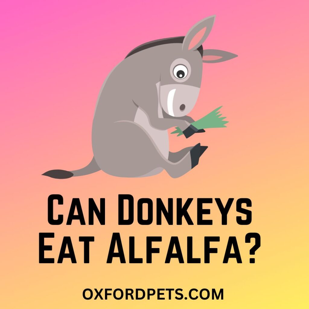 Can Donkeys Eat Alfalfa (Bad Side Effects)