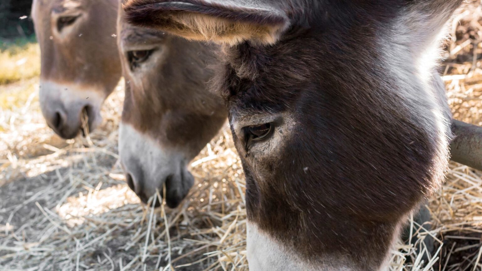Are Oats Good For Donkeys? (Valid Answer) Oxford Pets