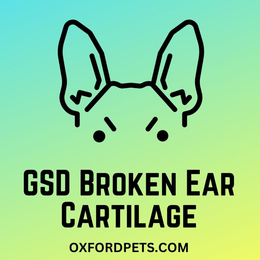 German Shepherd Broken Ear Cartilage