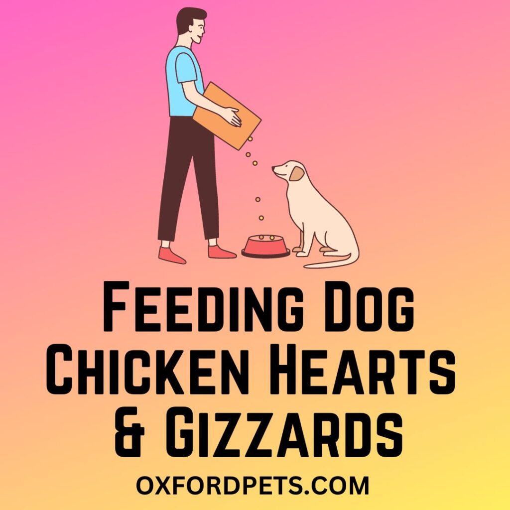 How Often To Feed Dog Chicken Hearts And Gizzards