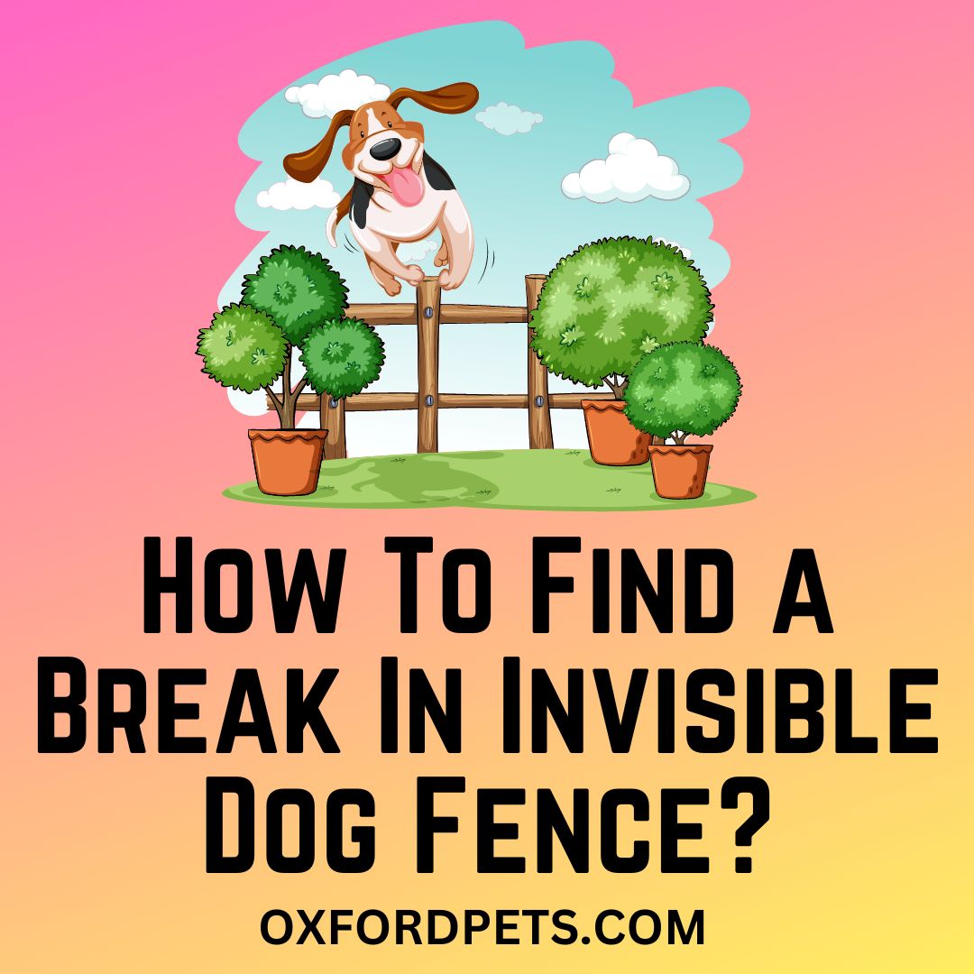 How To Find A Break In An Invisible Dog Fence? Oxford Pets