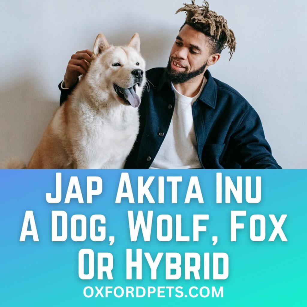 Japanese Akita Inu A Dog, Wolf, Fox Or Hybrid