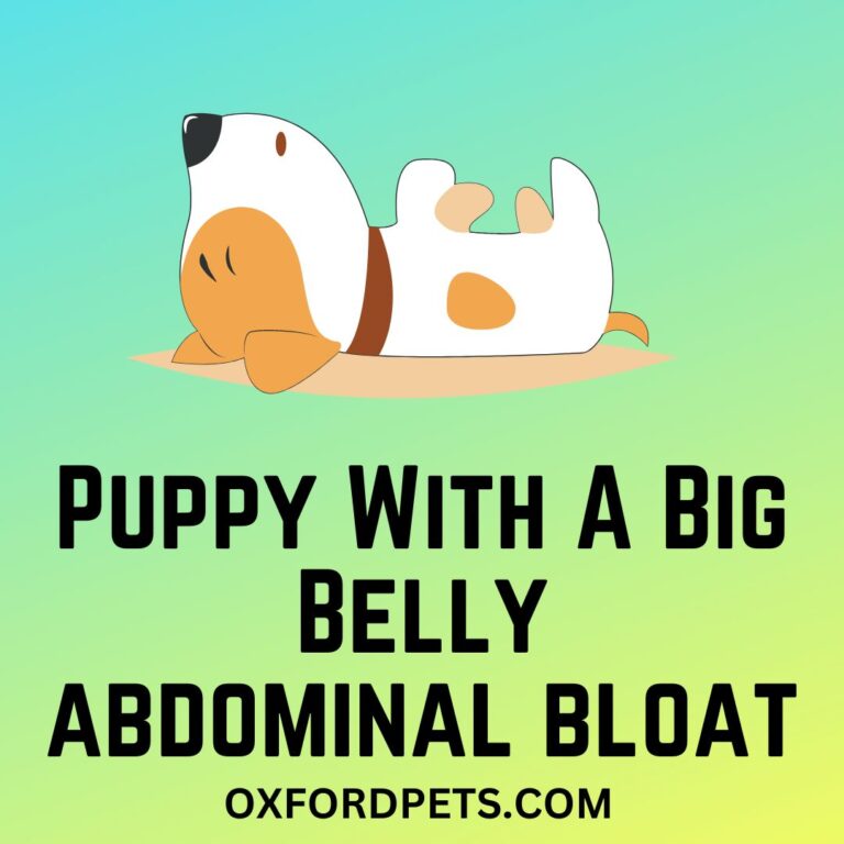 Puppy With A Big Belly [Abdominal Bloat in Puppies] Explained Oxford