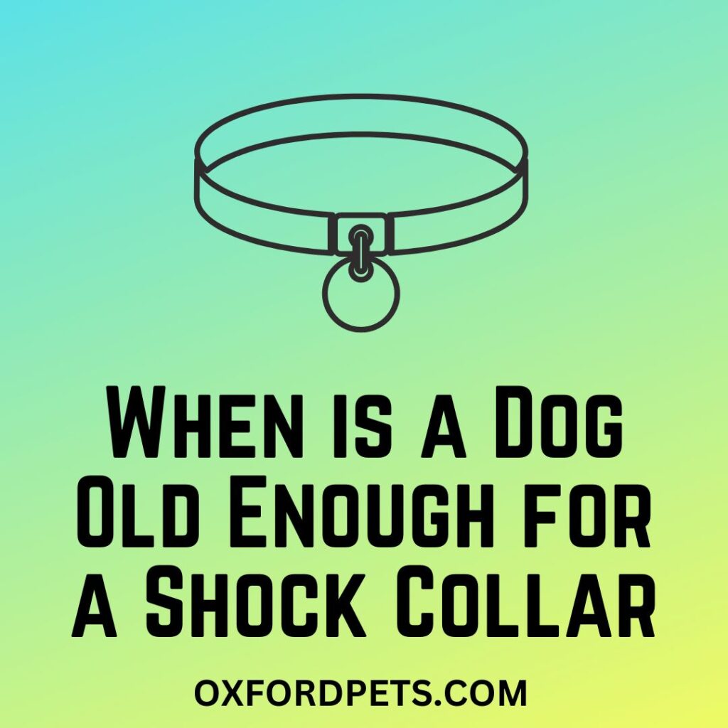 When is a Dog Old Enough for a Shock Collar