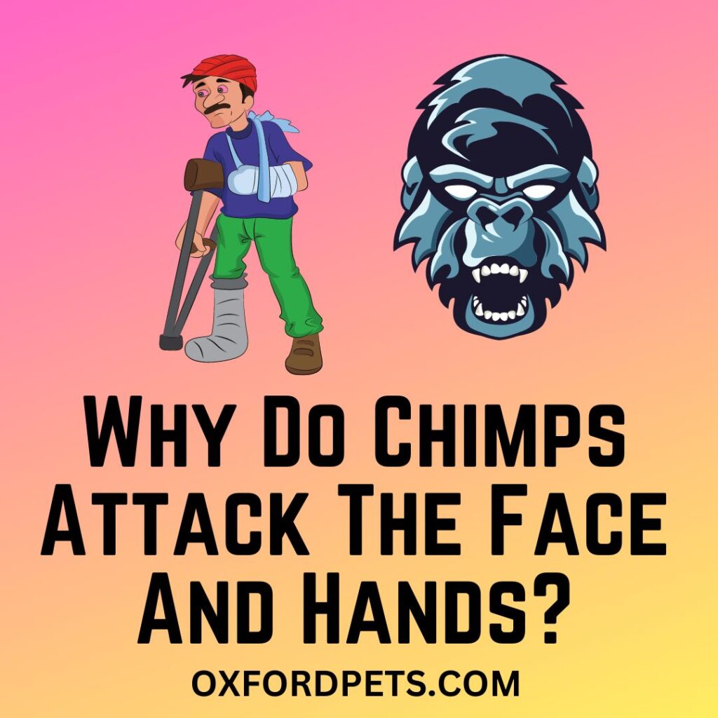 Why Do Chimps Attack The Face And Hands