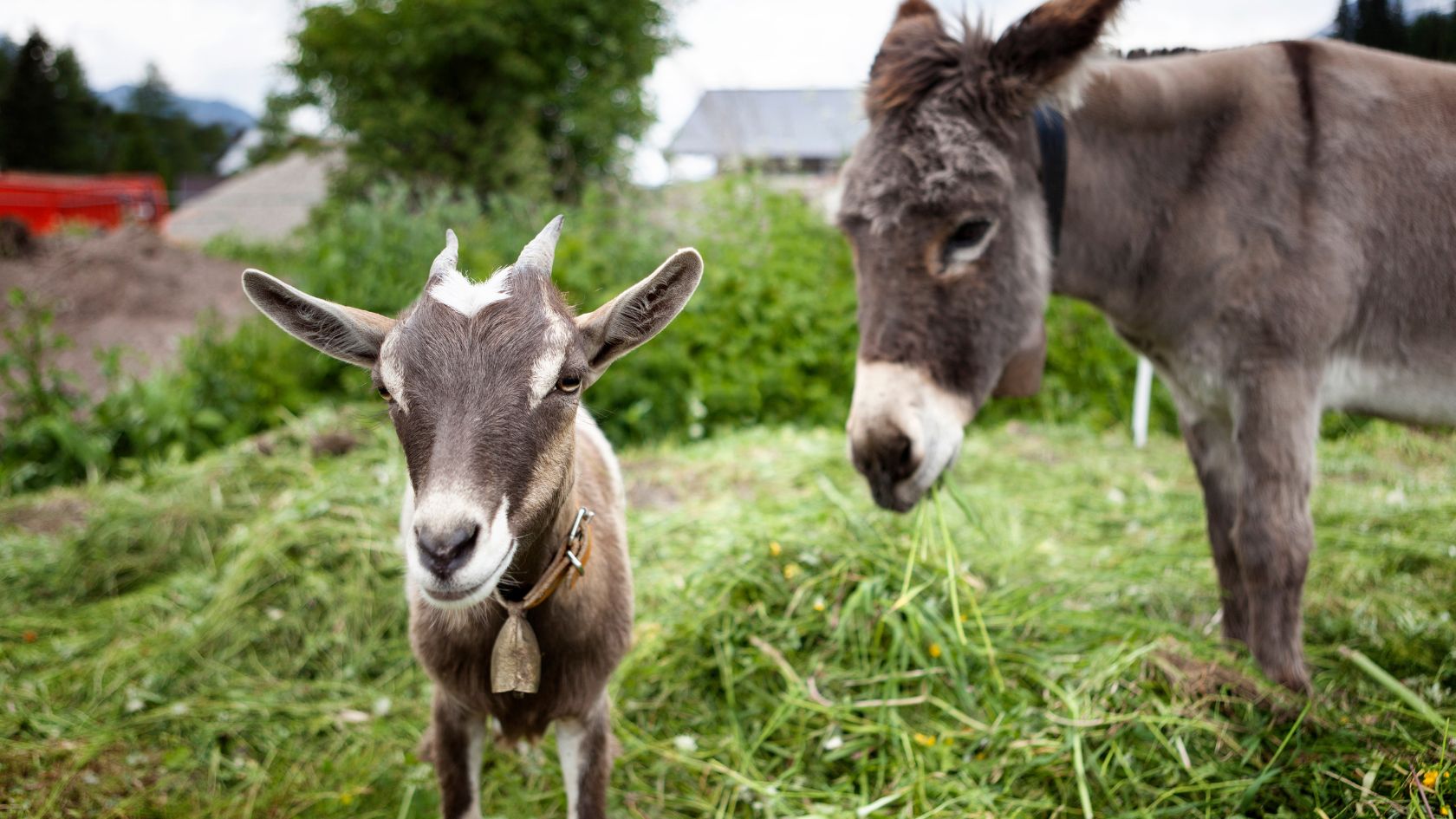 Can Donkeys And Goats Live Together? (Explained) Oxford Pets
