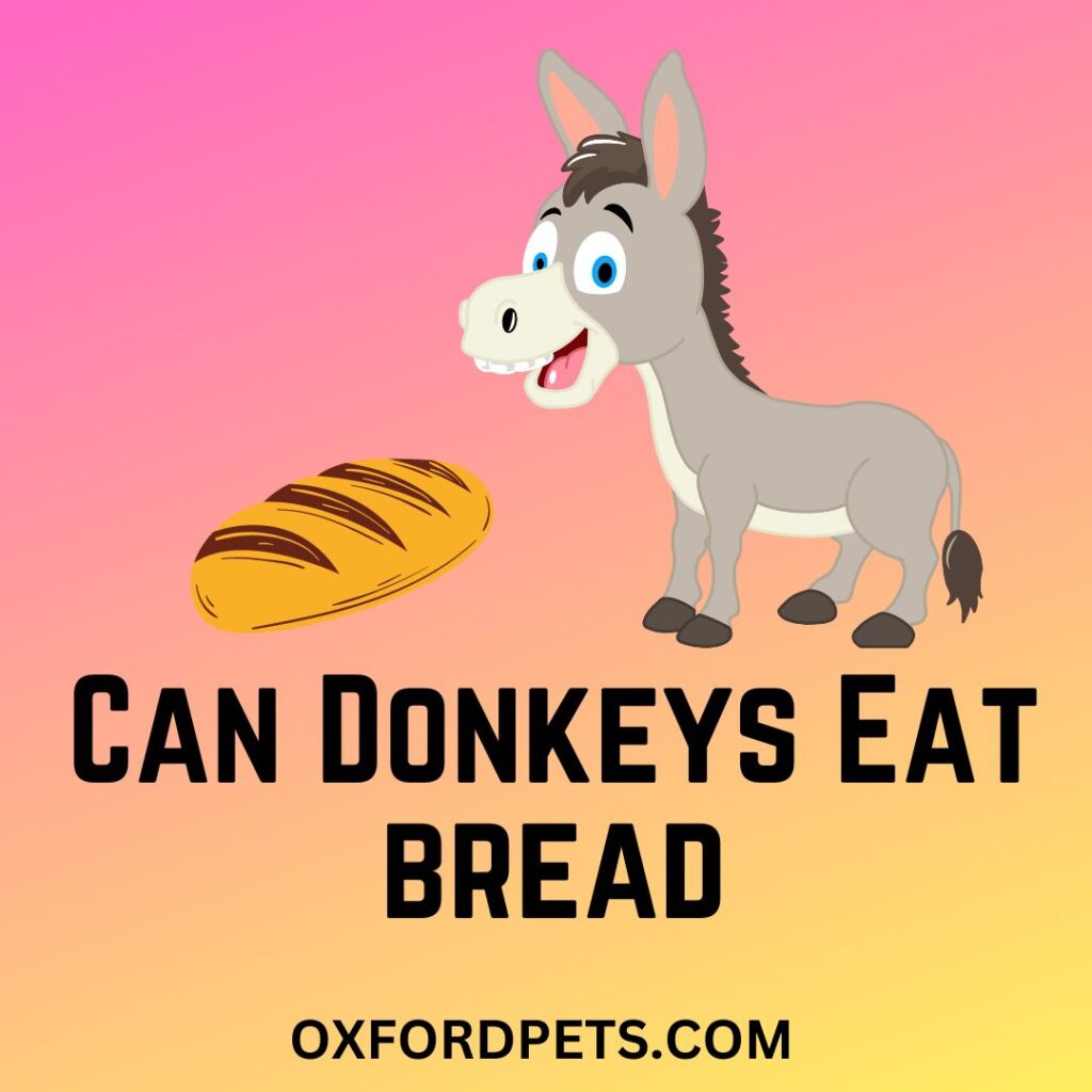 Can Donkey Eat Bread