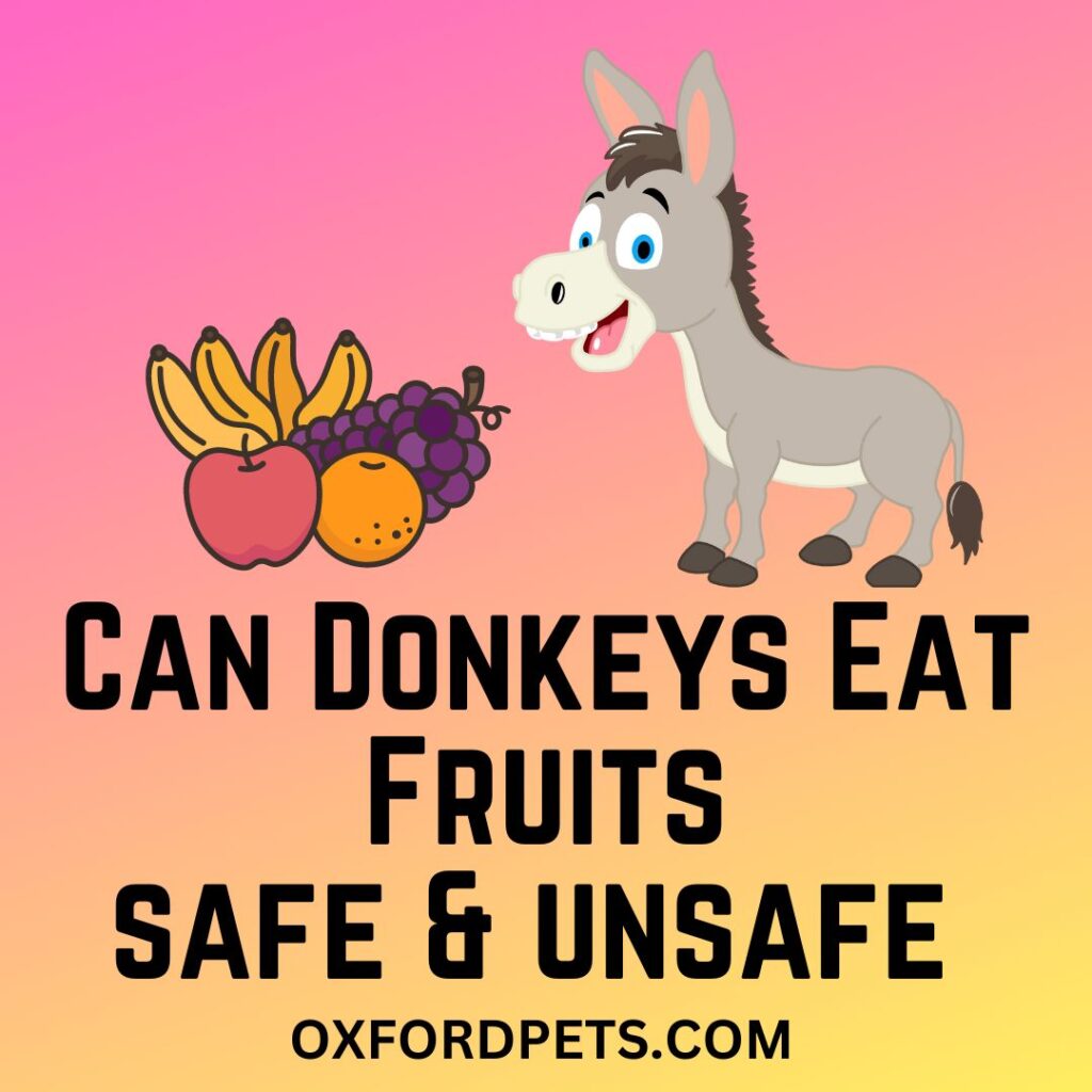 Can Donkey Eat Fruits
