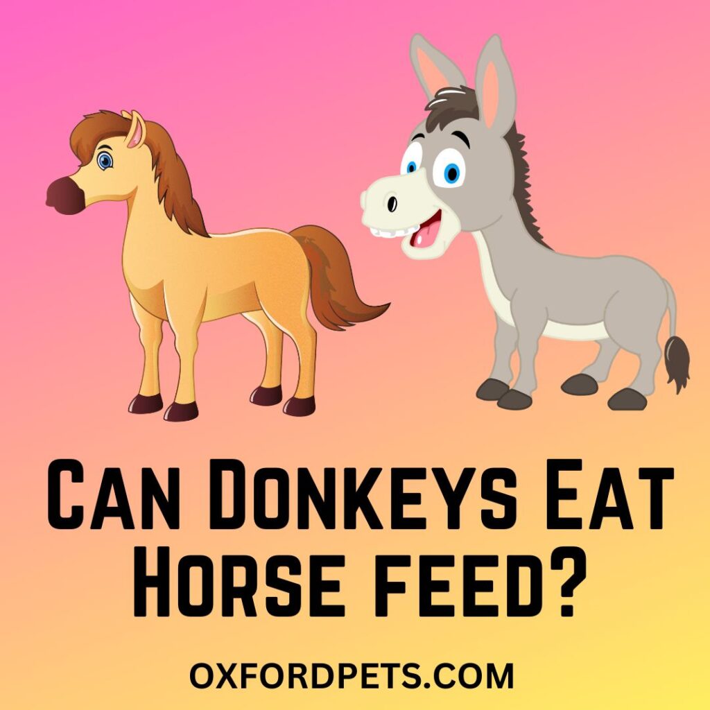 Can Donkey Eat Horse Feed