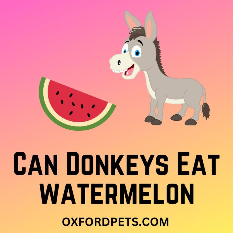 Can Donkeys Eat Watermelon and Melons? (Valid Answer) Oxford Pets