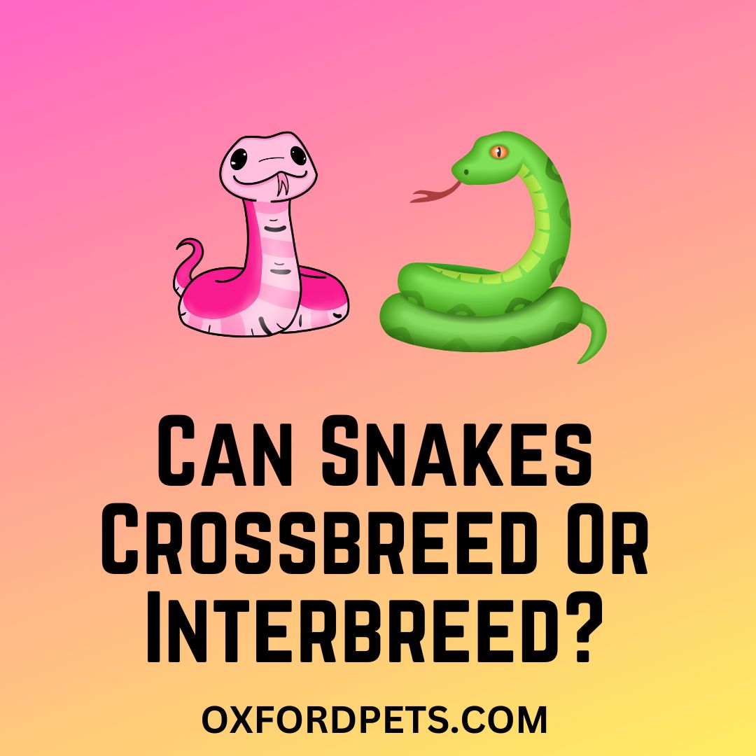 Can Snakes Crossbreed