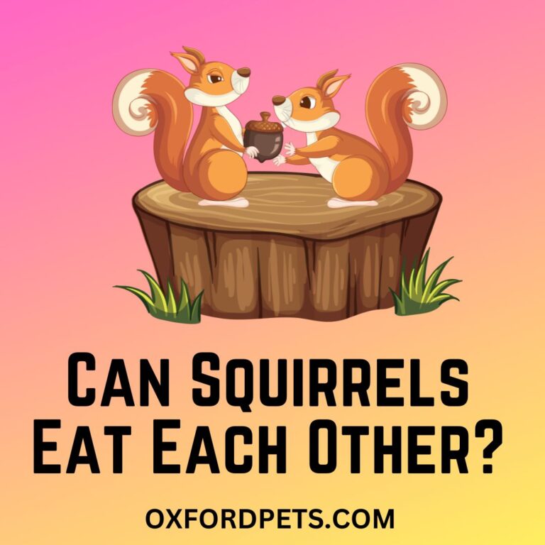Can Squirrels Eat Each Other and Their Babies? Are Squirrel Cannibals