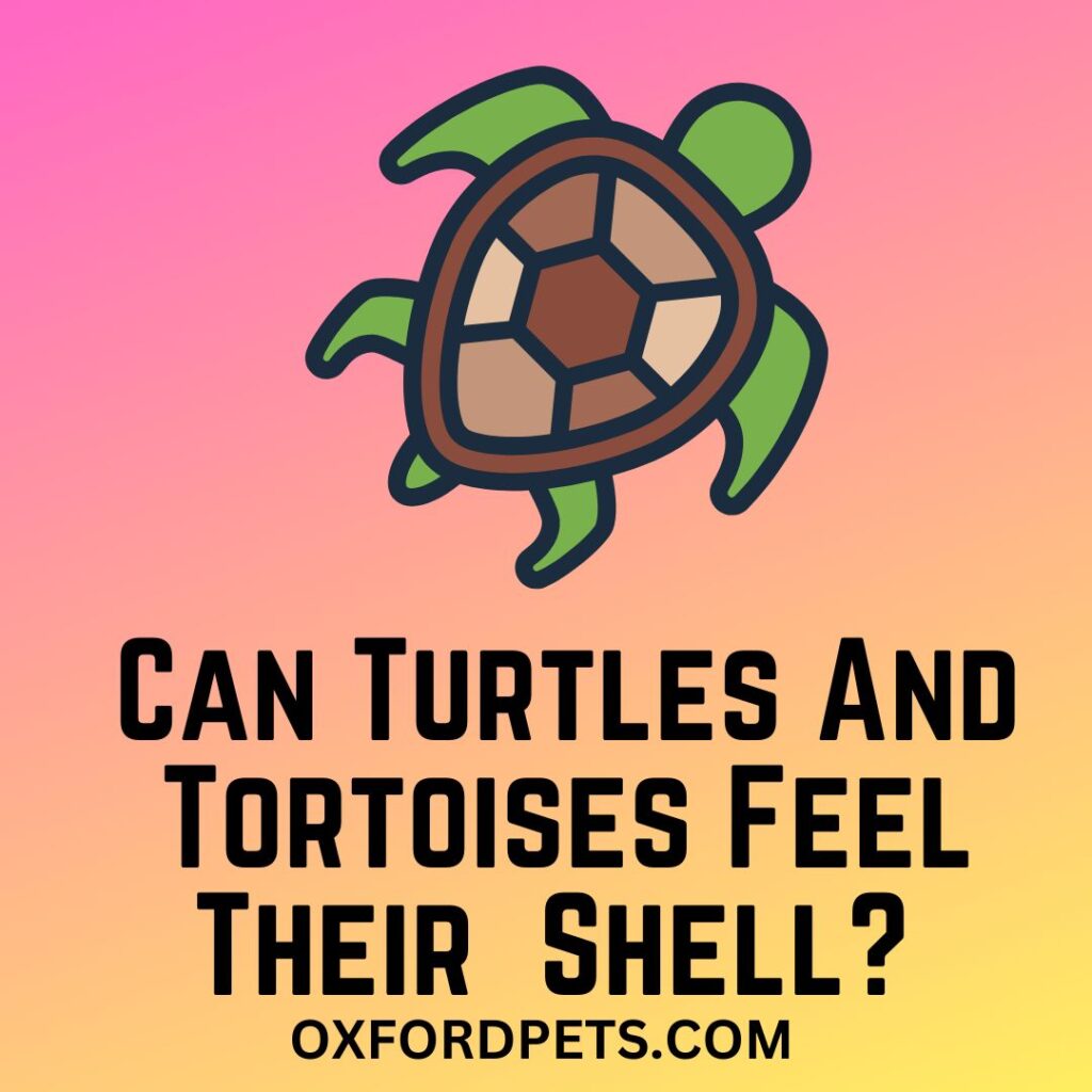 Can Turtles And Tortoises Feel Their Outside Shell