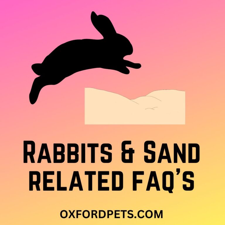 Rabbits and Sand Relation: 9 Most Asked Questions Answered - Oxford Pets