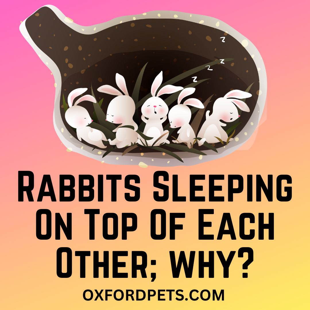 4 Reasons Why Rabbits Sleeping On Top Of Each Other Oxford Pets