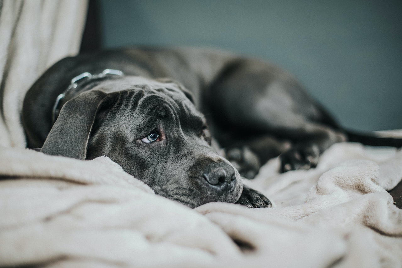 Separation Anxiety in Dogs [Causes, Signs and Ways to Handle] - Oxford Pets - Separation Anxiety In Dogs