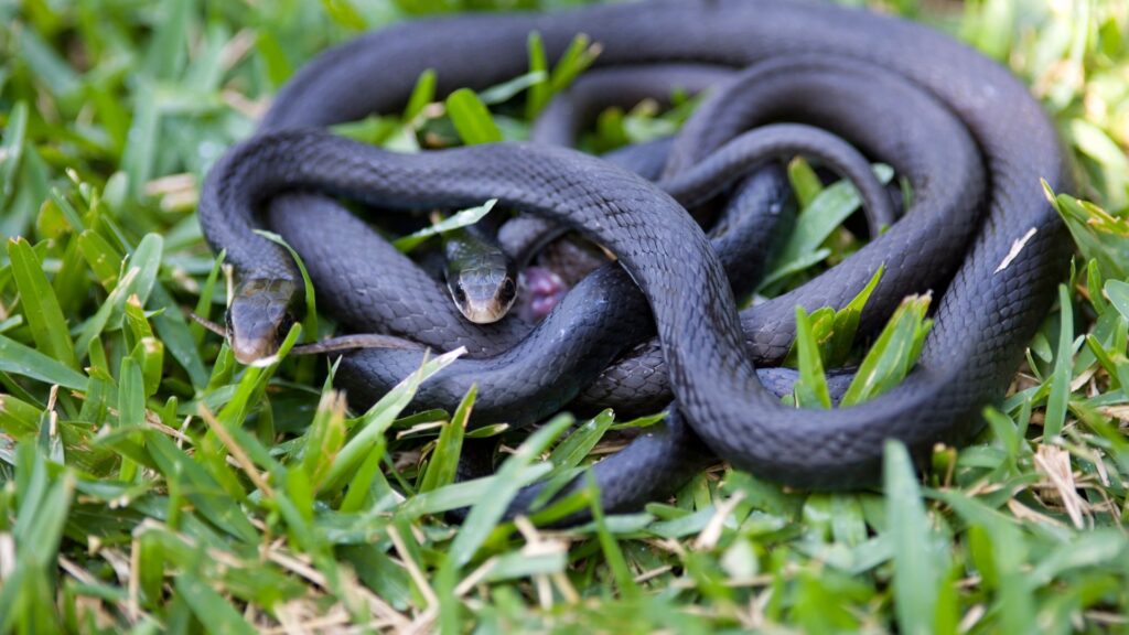 Can Snakes Crossbreed