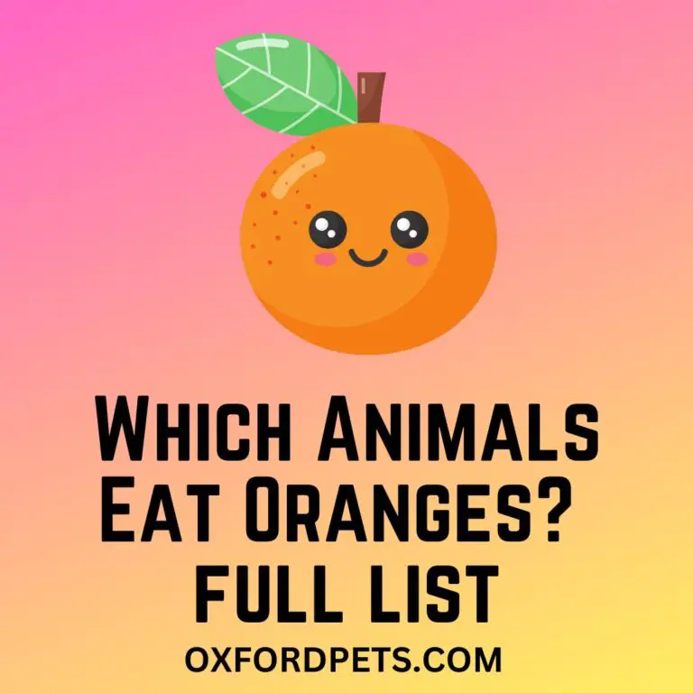 Which Animals Eat Oranges? 21 That Can and 9 Who Shouldn't - Oxford Pets