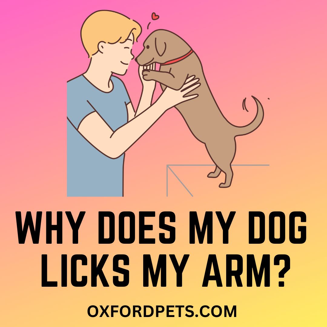 Why Does My Dog Lick My Arm? [9 Valid Reasons] Oxford Pets