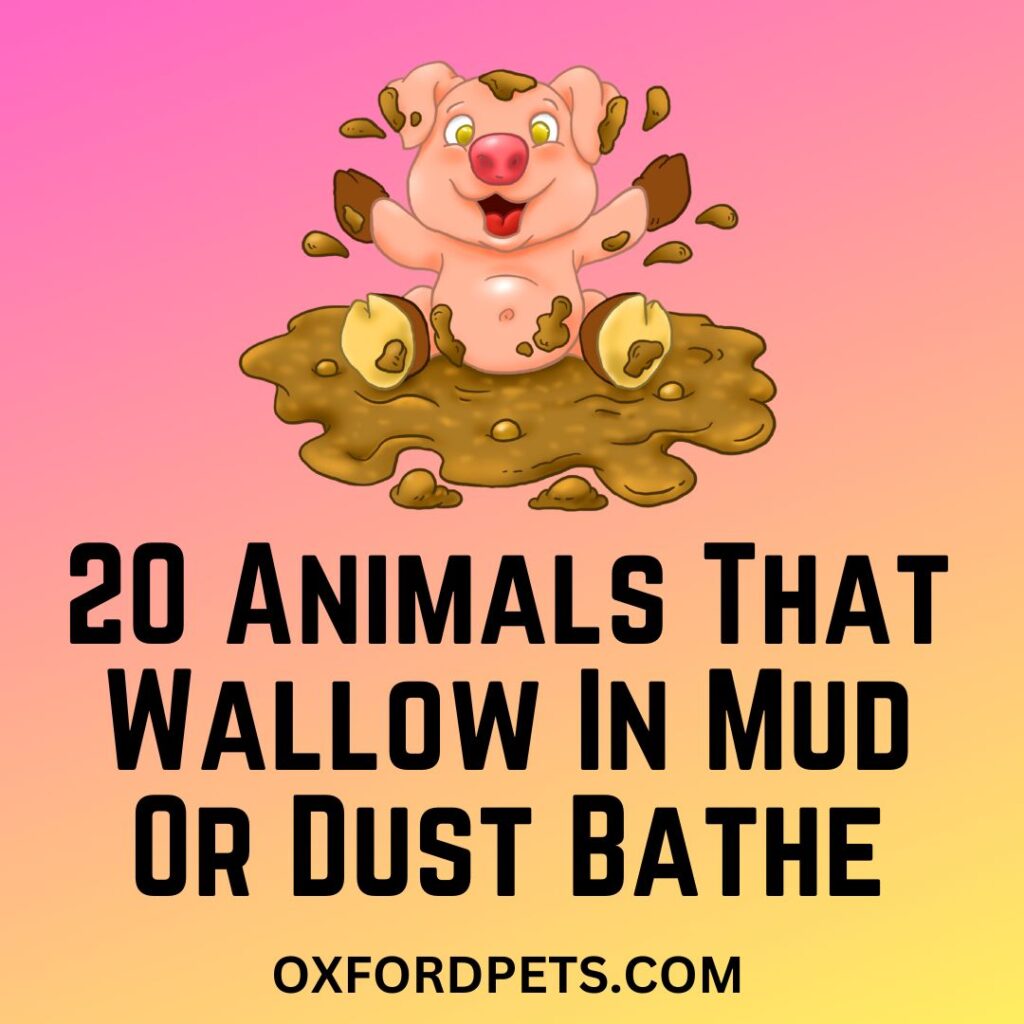20 Animals That Wallow In Mud Or Bathe In Dust