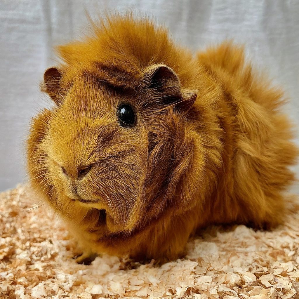 Abyssinian Guinea Pig A popular pet known for its distinctive rosette-shaped fur and energetic personality.