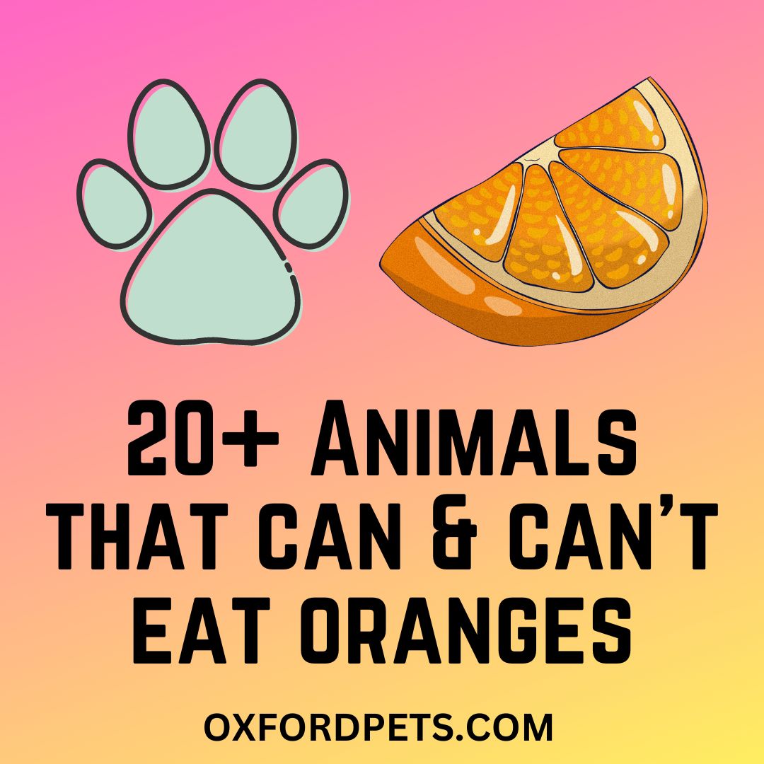 Which Animals Eat Oranges? 21 That Can and 9 Who Shouldn't Oxford Pets