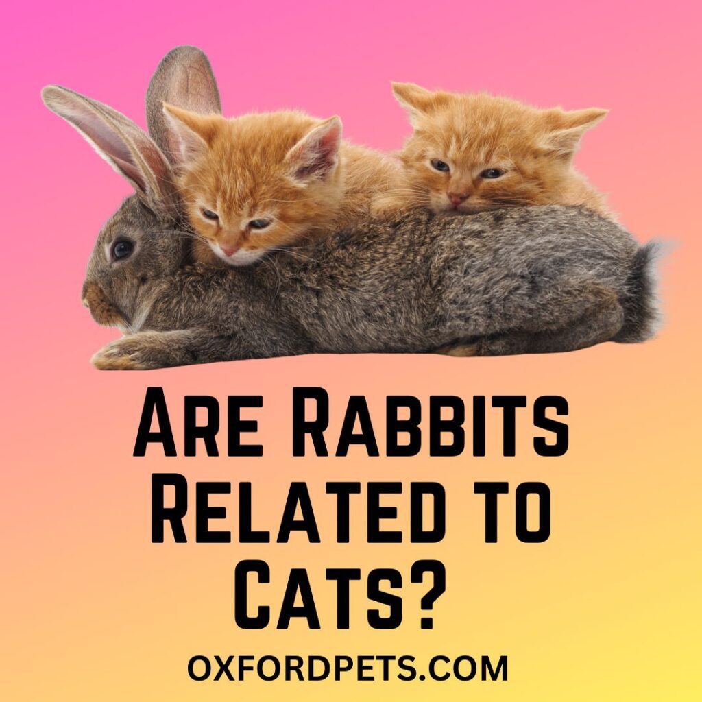 Are Cats and Rabbits Related?