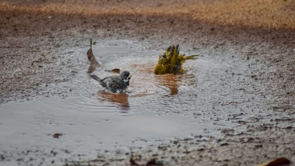 Birds Like Ostrich Wallow In Mud