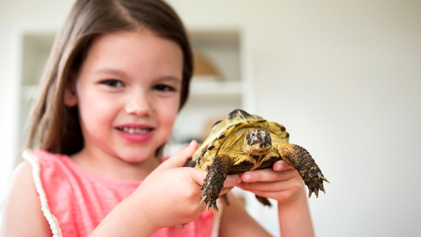 Can Turtles And Tortoises Feel Their Outside Shell? [101 Shell Facts ...