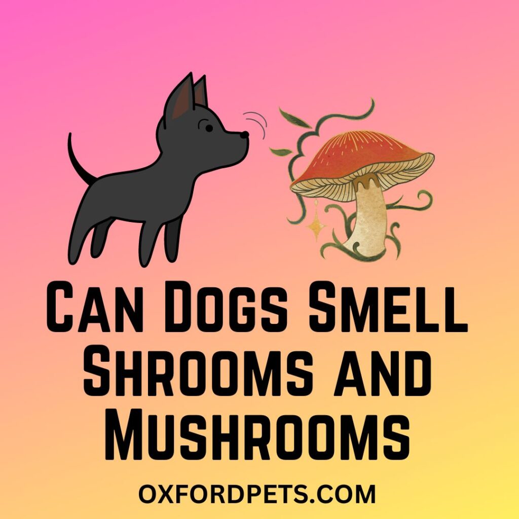 Can Dogs Smell Shrooms and Mushrooms