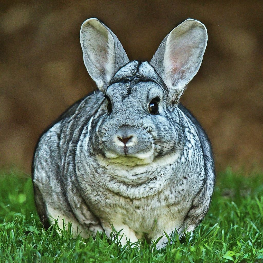 Chinchilla Rabbit A breed of rabbit known for its luxurious, dense fur and playful personality.