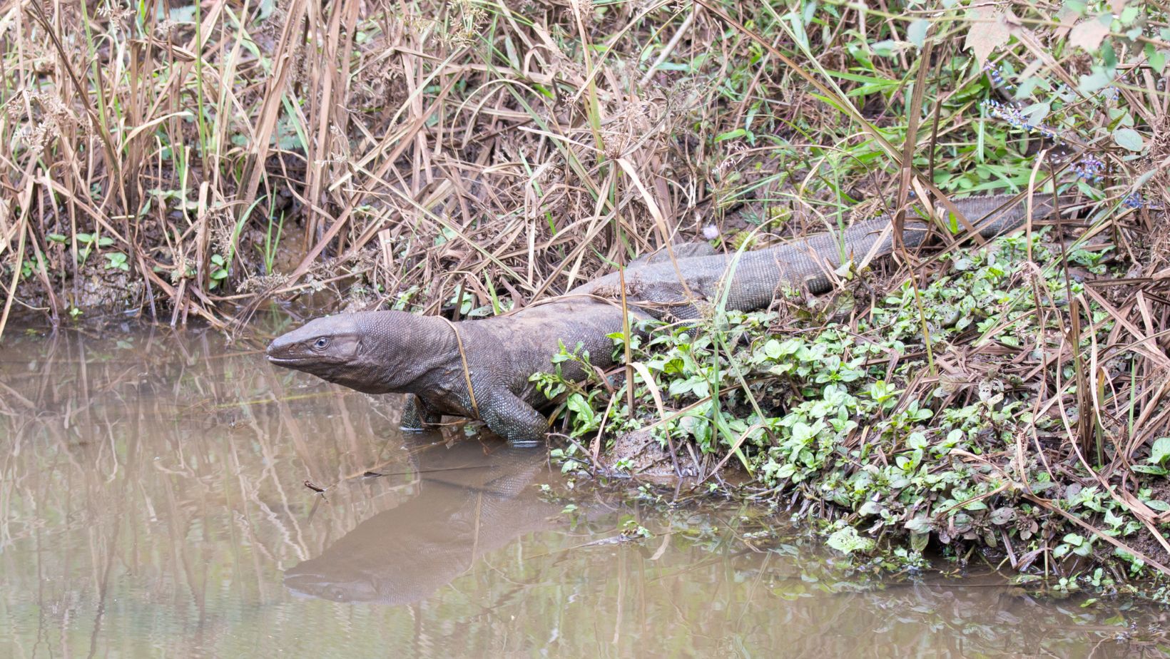 How Long Can Lizards Live Without Water? Guide 101 Oxford Pets
